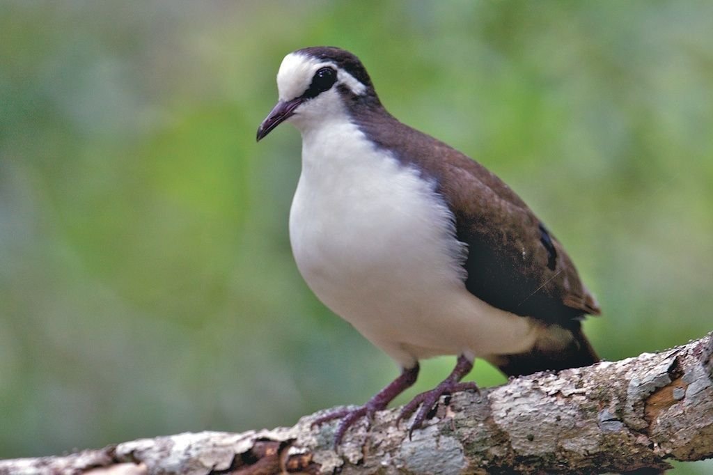 Tambourine Dove
